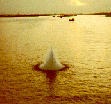BIDRayB.gif (18304 bytes)